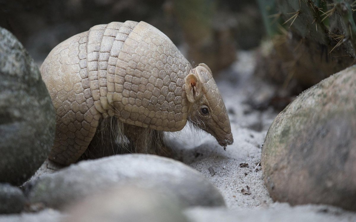 Броненосец Бразилия