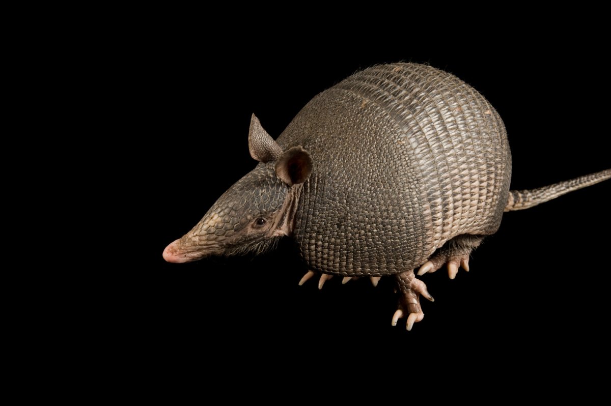 Мясо броненосца