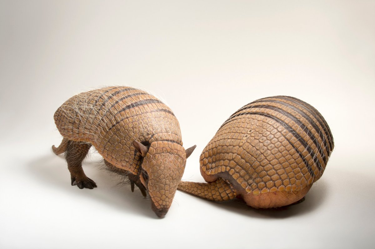 Неполнозубые броненосец