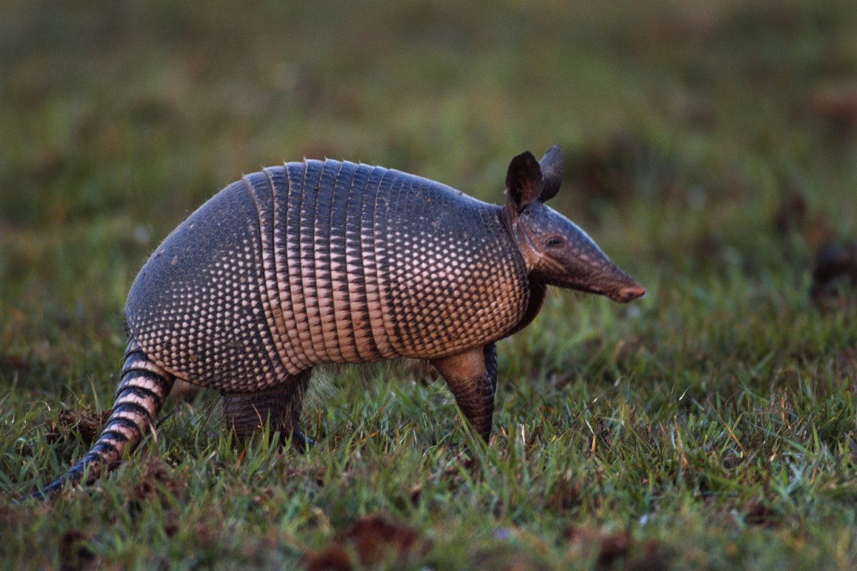 Девятипоясный броненосец