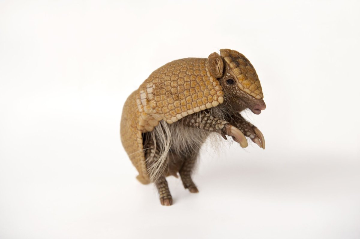 Трёхпоясный броненосец