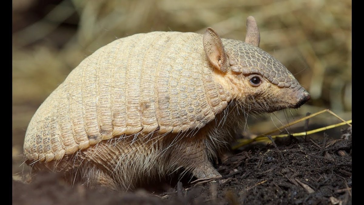 Броненосец Андский