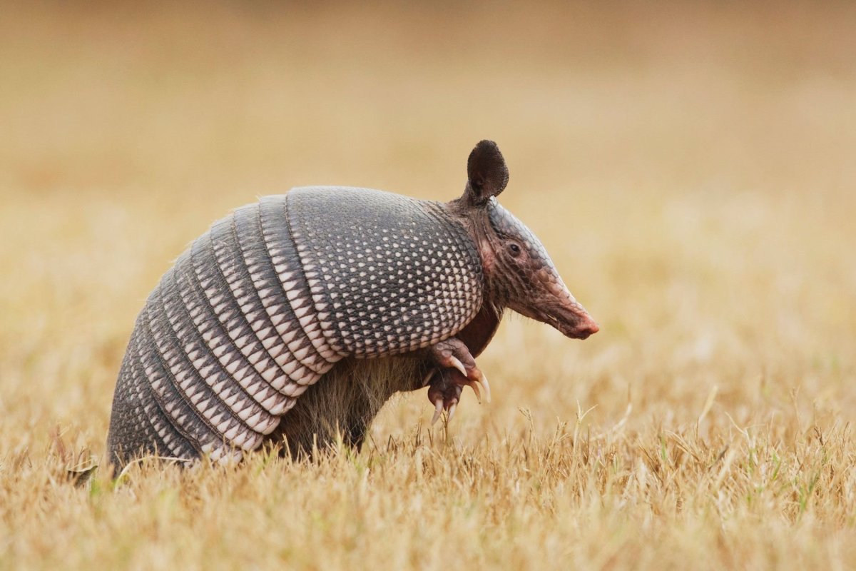 Броненосец Южной Америки