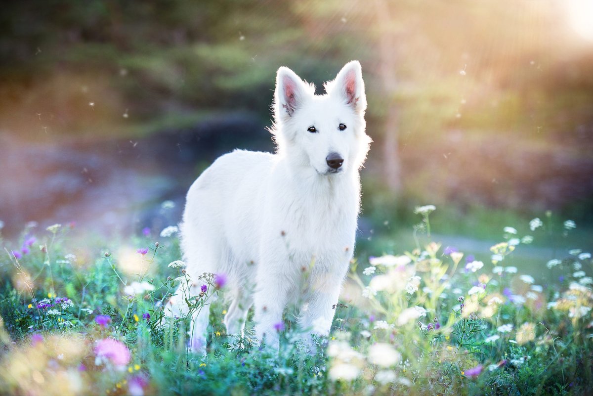 Белая овчарка