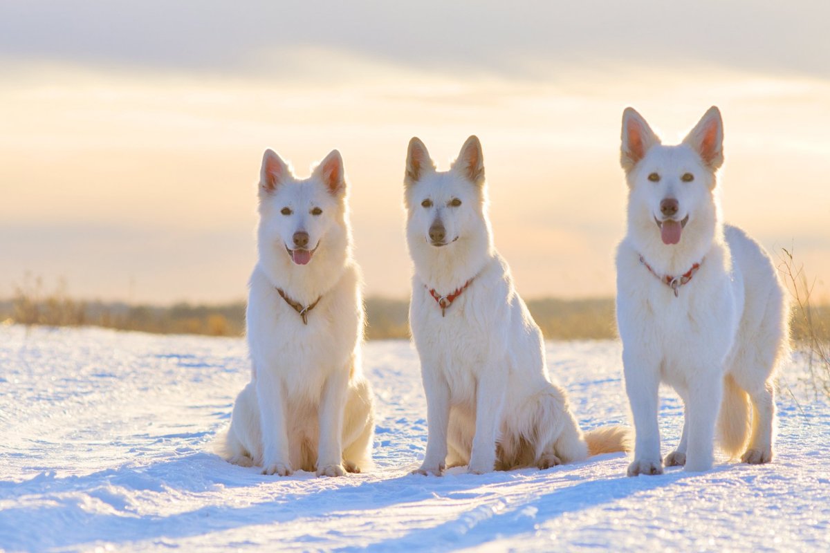 Швейцарская овчарка Хунд