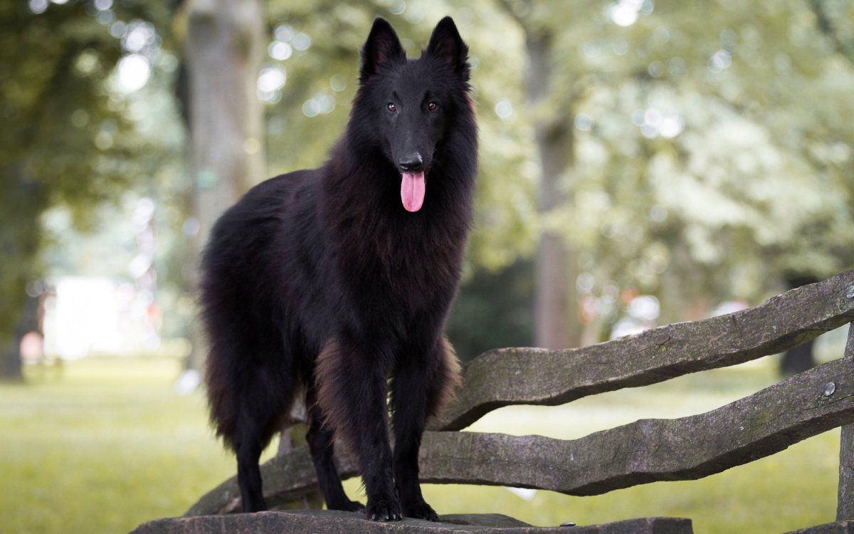 Грюнендаль и швейцарская овчарка
