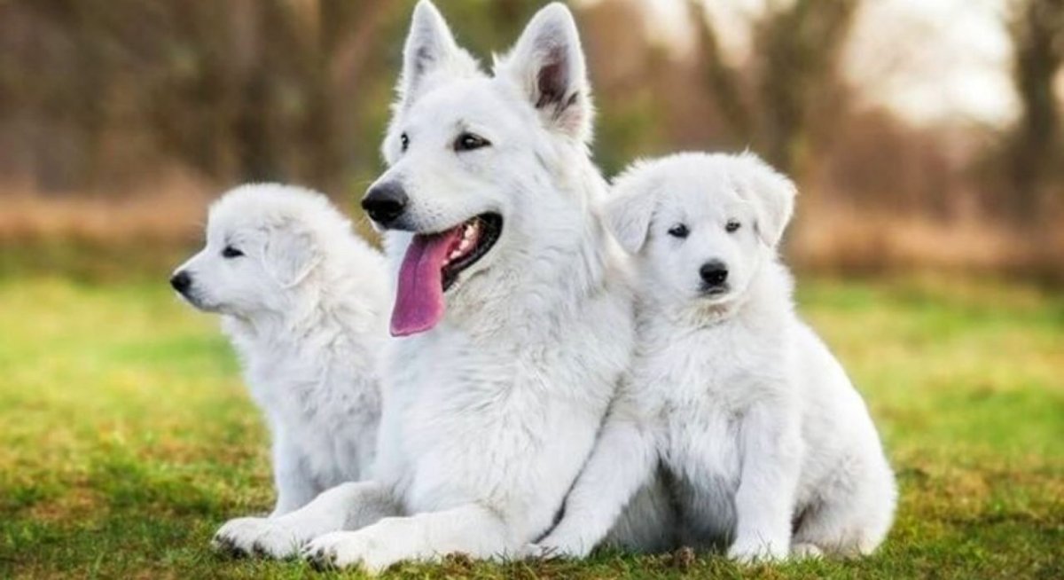 Черная и белая швейцарская овчарка