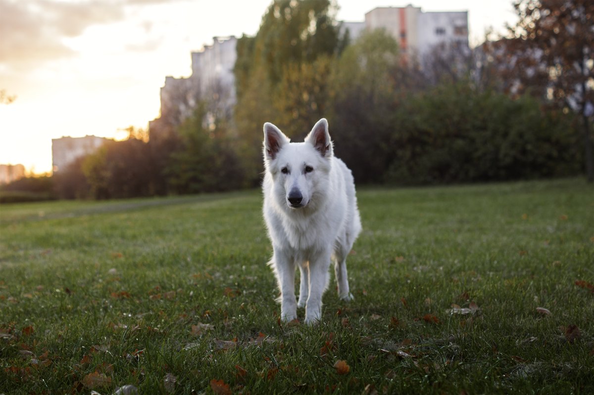 Грюнендаль и БШО