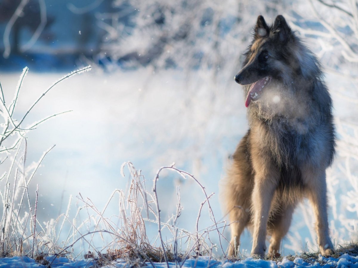 Бельгийская овчарка зима
