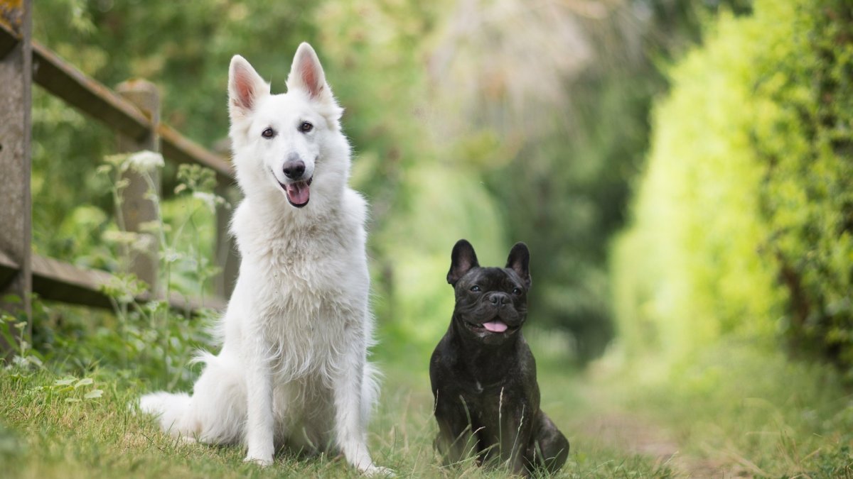 Швейцарская овчарка черная длинношерстная