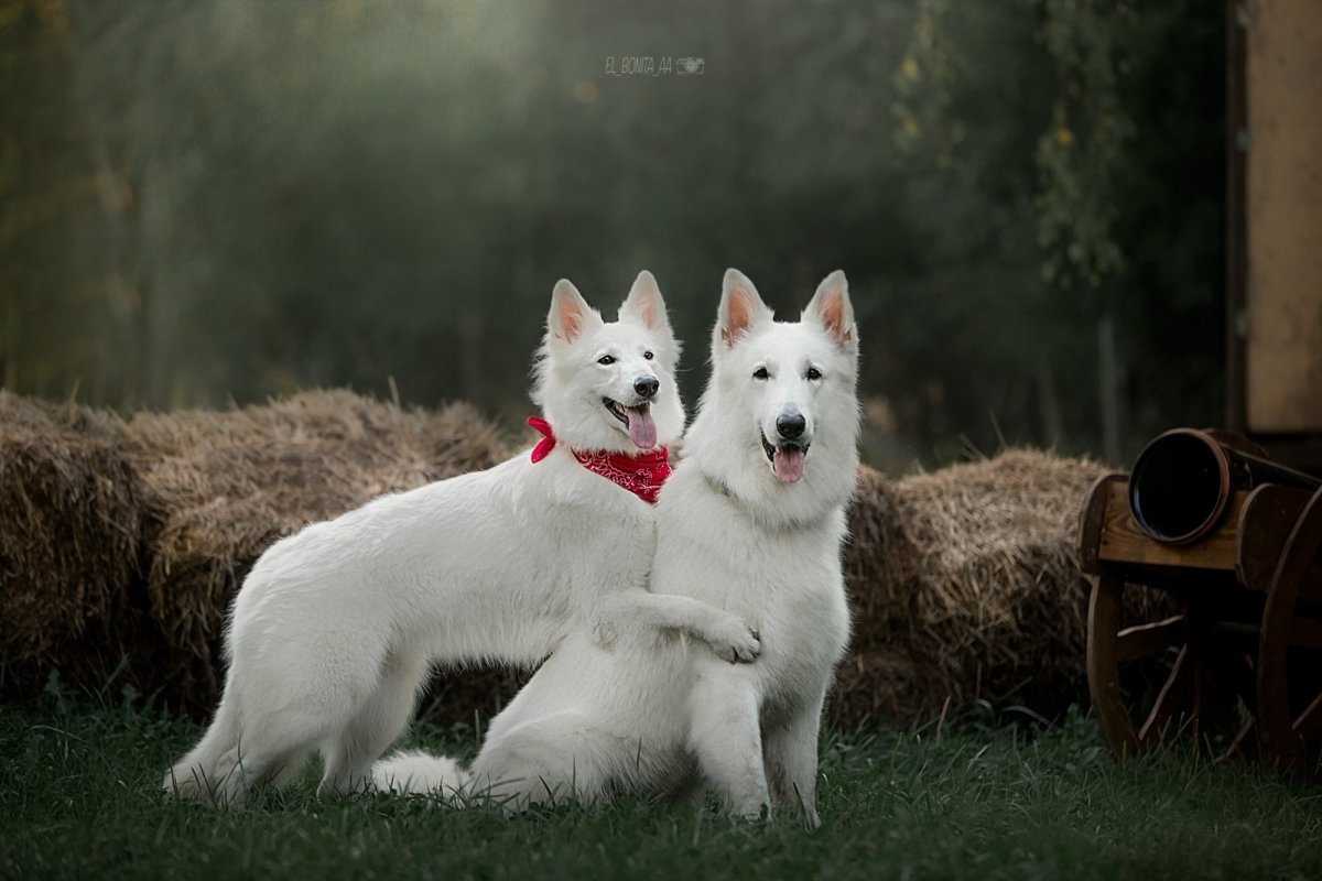 Швейцарская овчарка длинношерстная