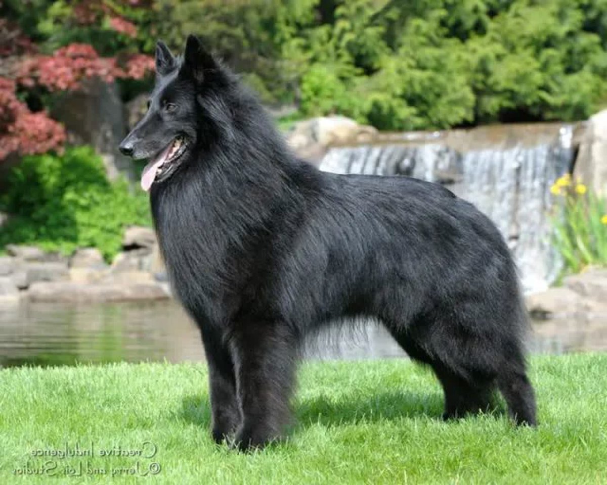 Бельгийская овчарка тервюрен грюнендаль