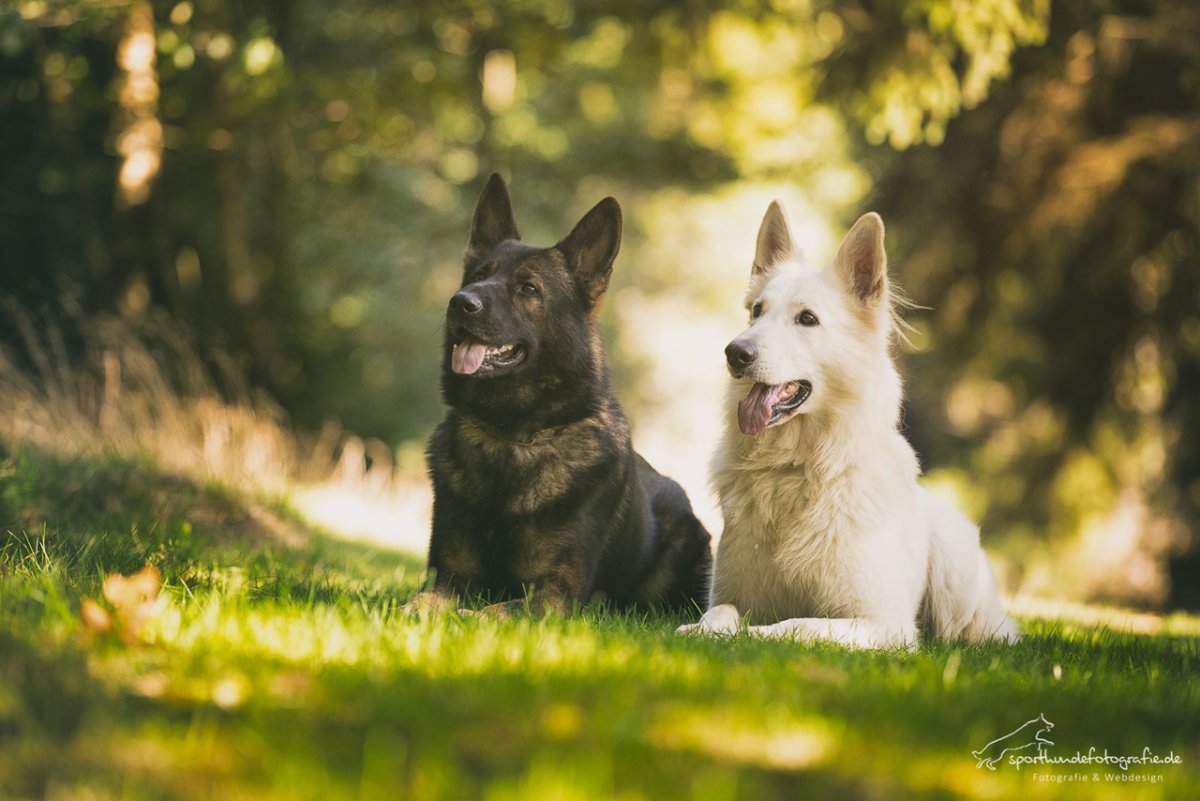 Немецкая овчарка черная и БШО