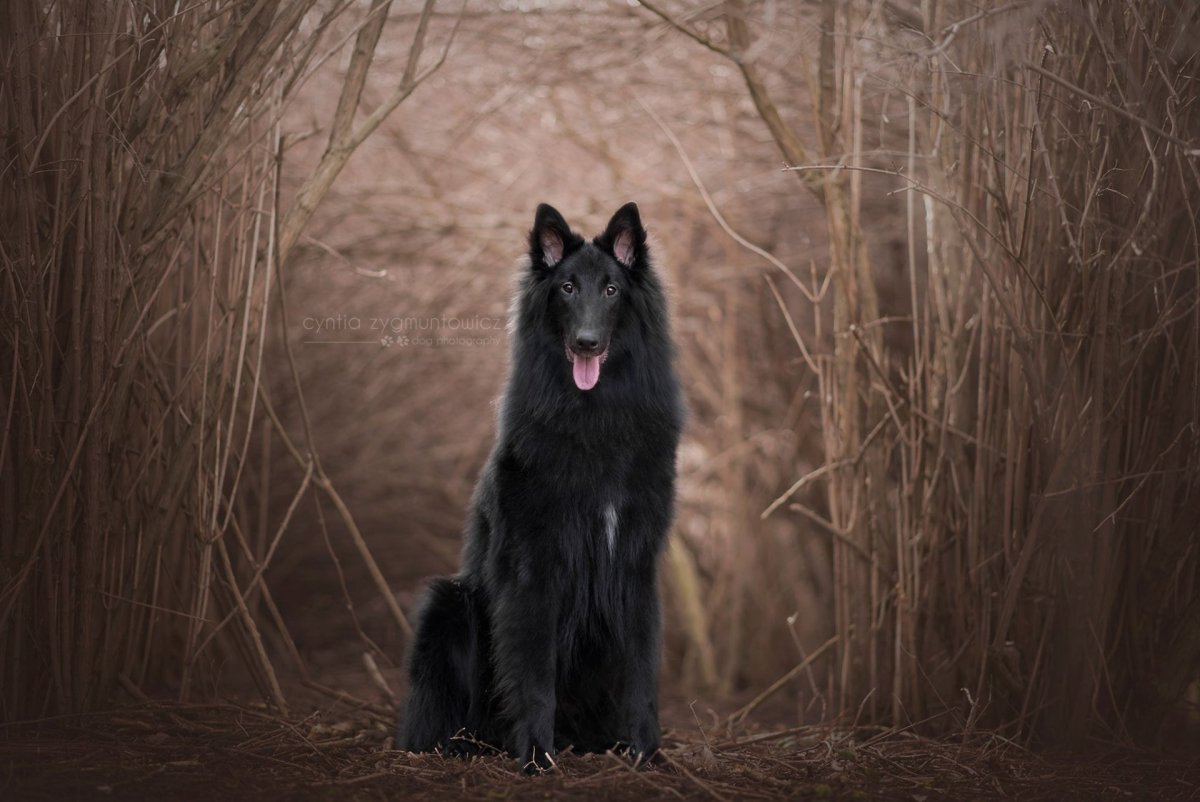 Бельгийская овчарка чёрный волк