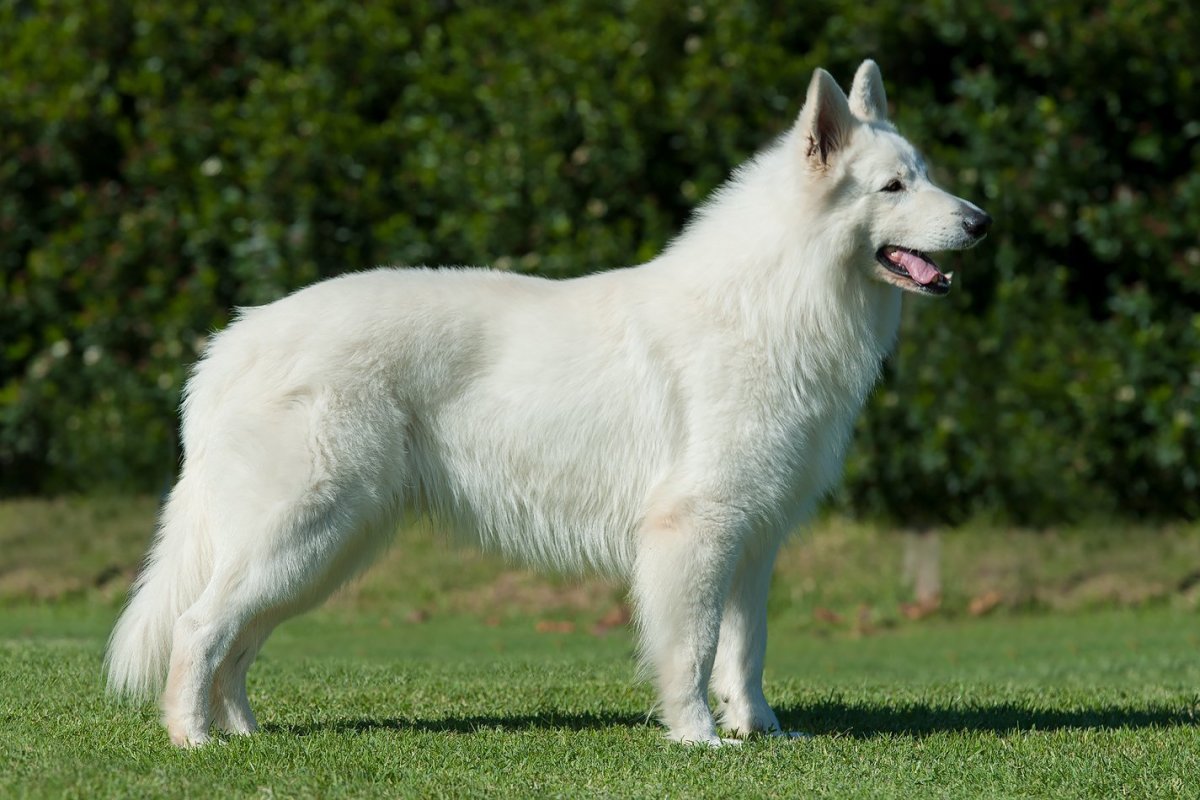 Бельгийская швейцарская белая овчарка