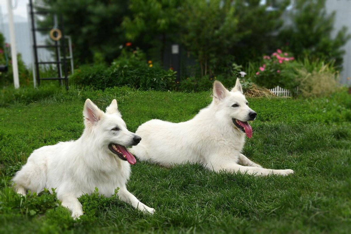 Швейцарская овчарка короткошерстная