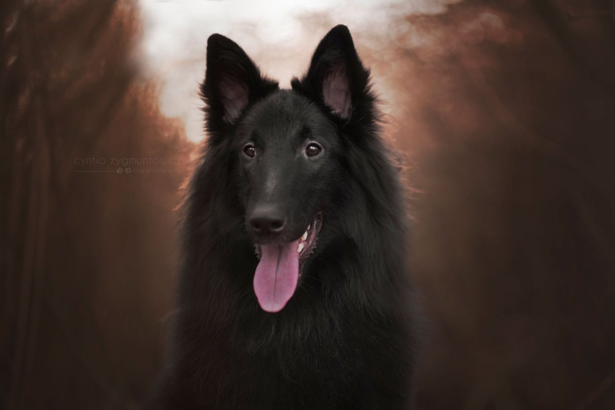 Бельгийская овчарка чёрный волк