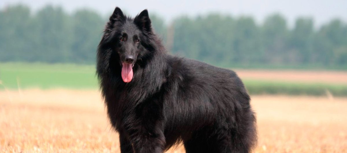 Бельгийская овчарка длинношерстная