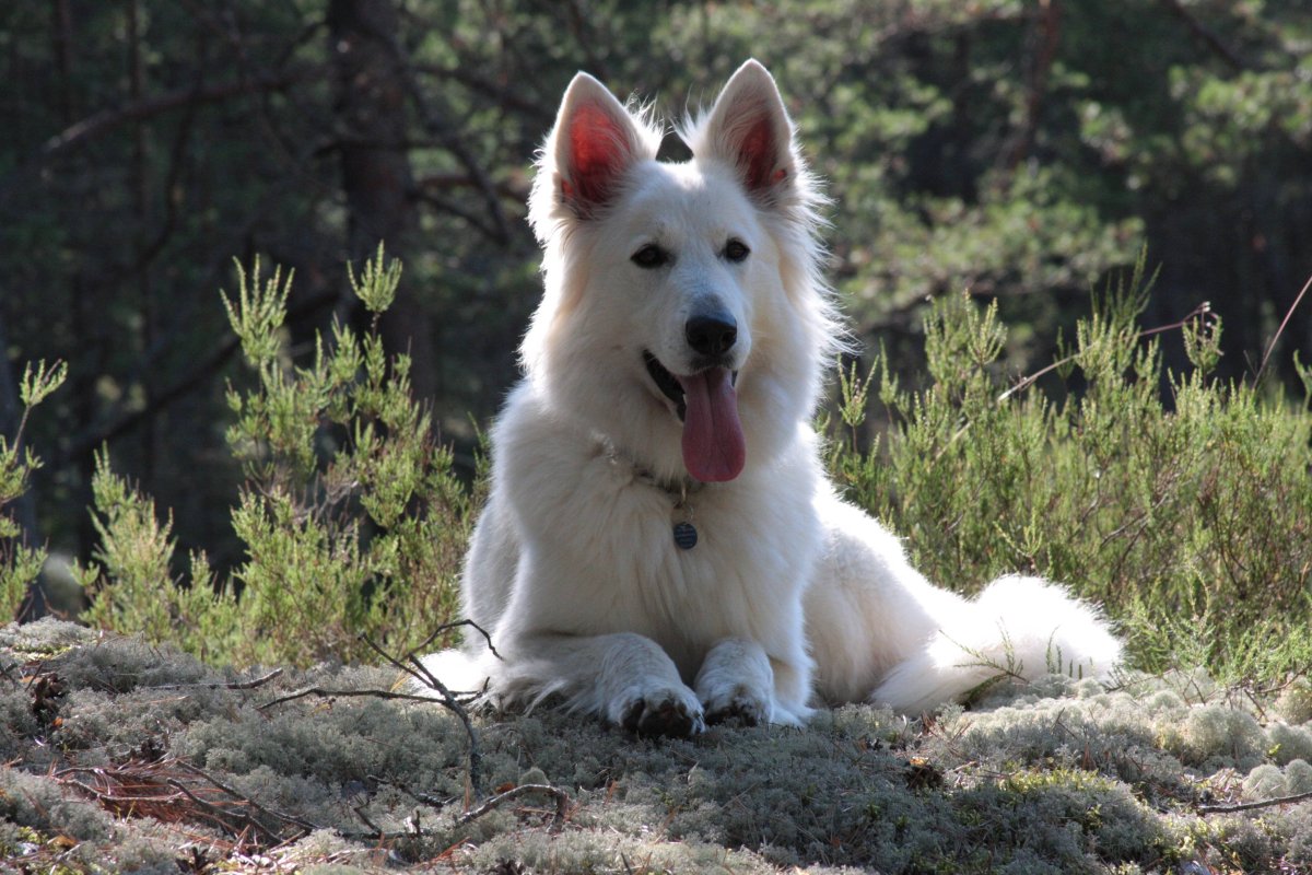 Белая швейцарская овчарка (американо-канадская белая овчарка)