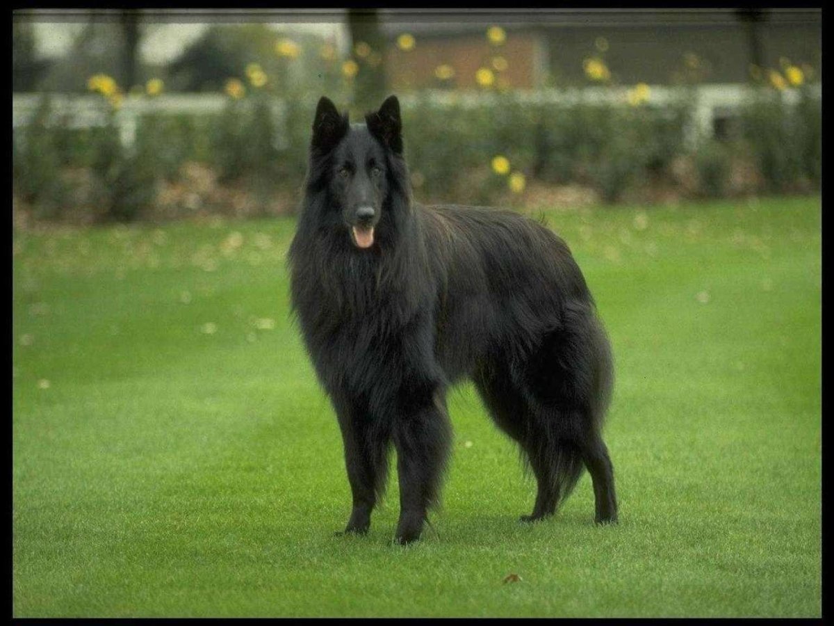 Бельгийская овчарка черная длинношерстная