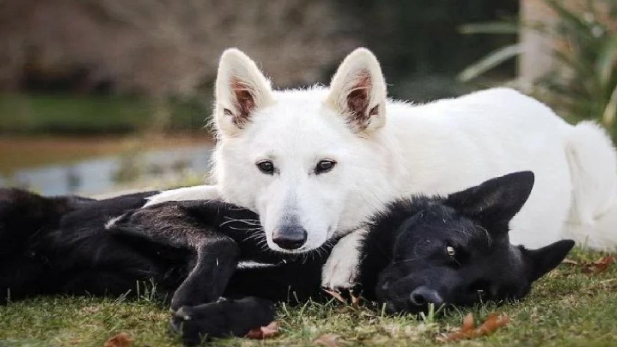 Швейцарская овчарка черная