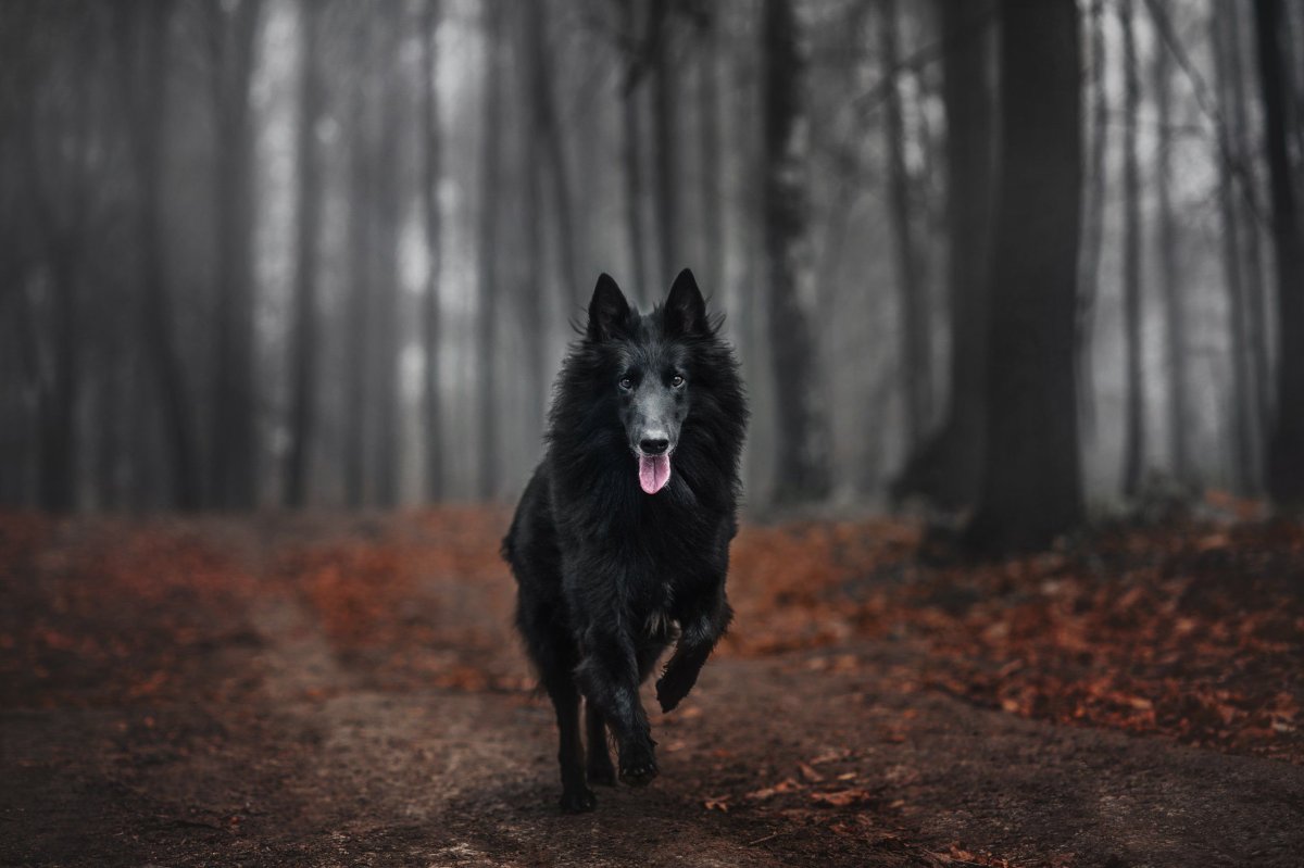 Грюнендаль (порода собак)