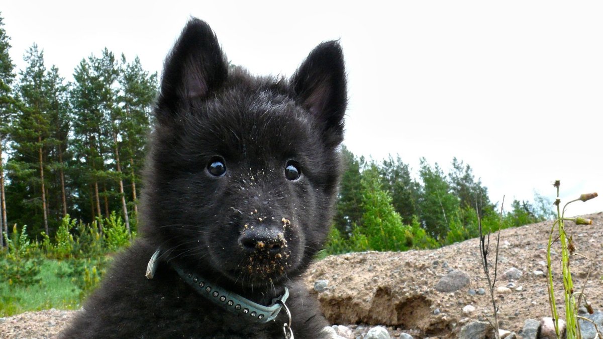 Немецкая овчарка черная