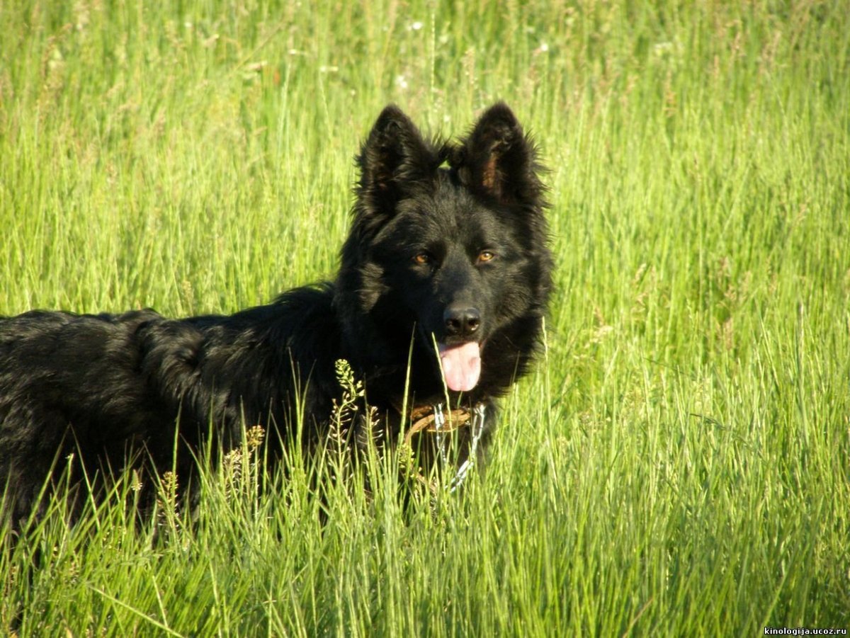 Овчарка грюнендаль