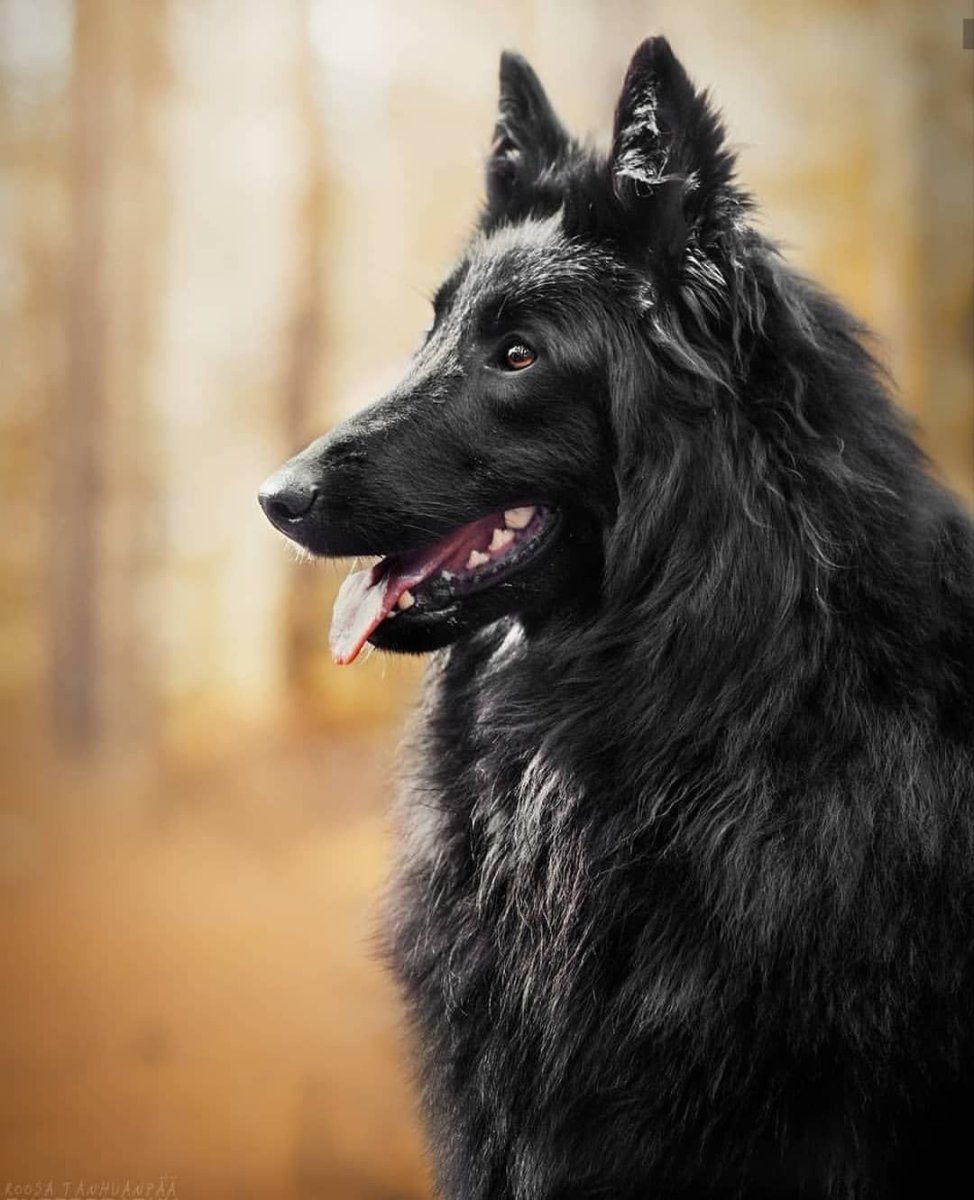 Овчарка грюнендаль