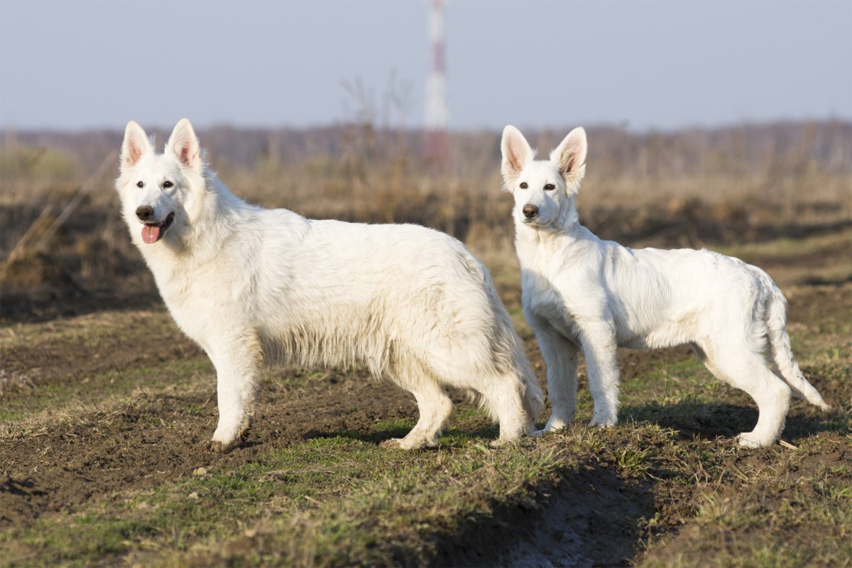 Белая швейцарская овчарка короткошерстная