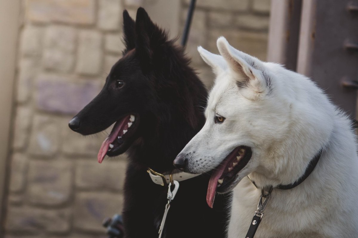 Швейцарская овчарка черная