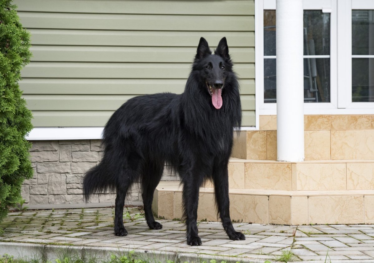 Ньюфаундленд, грюнендаль