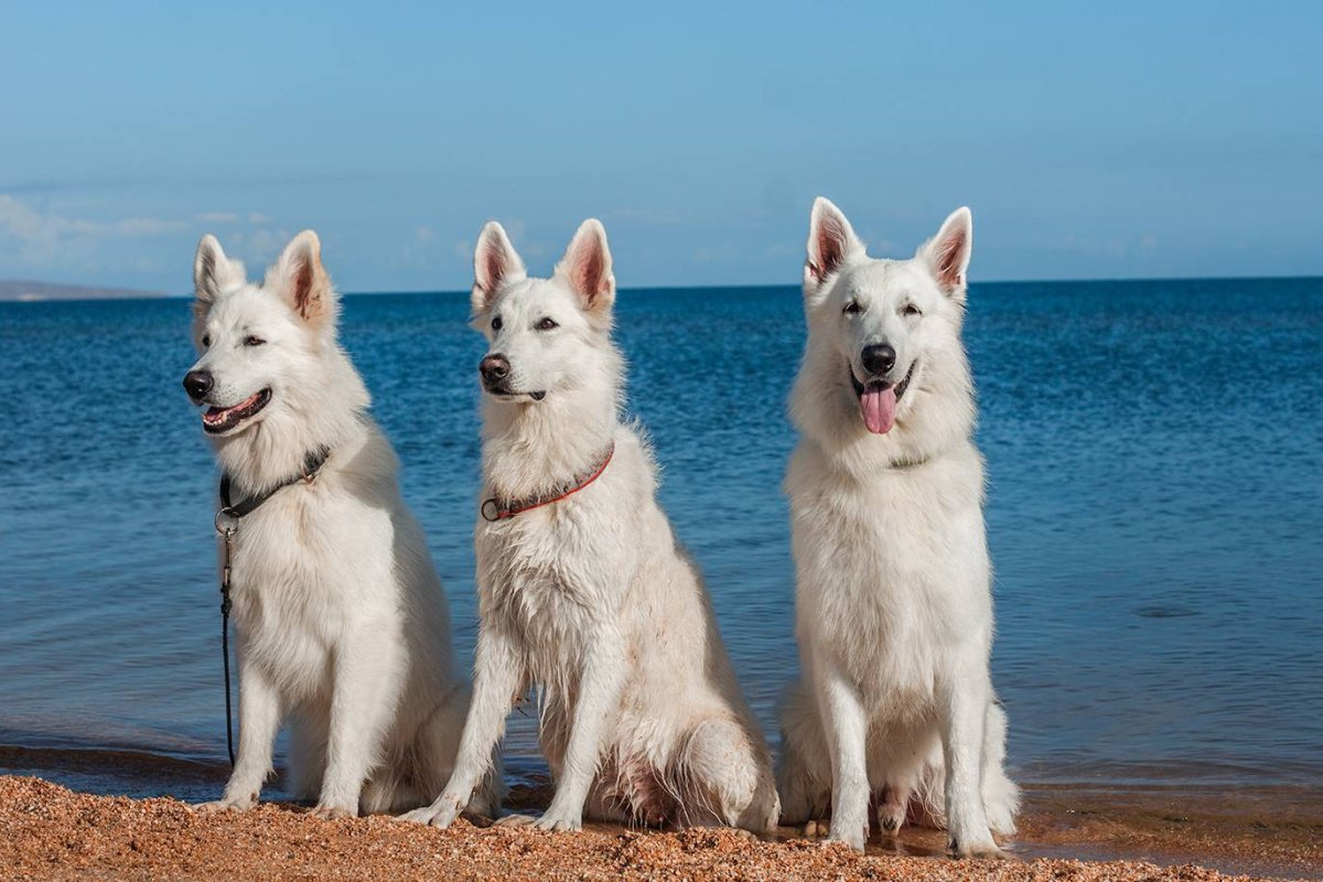 Швейцарская овчарка длинношерстная