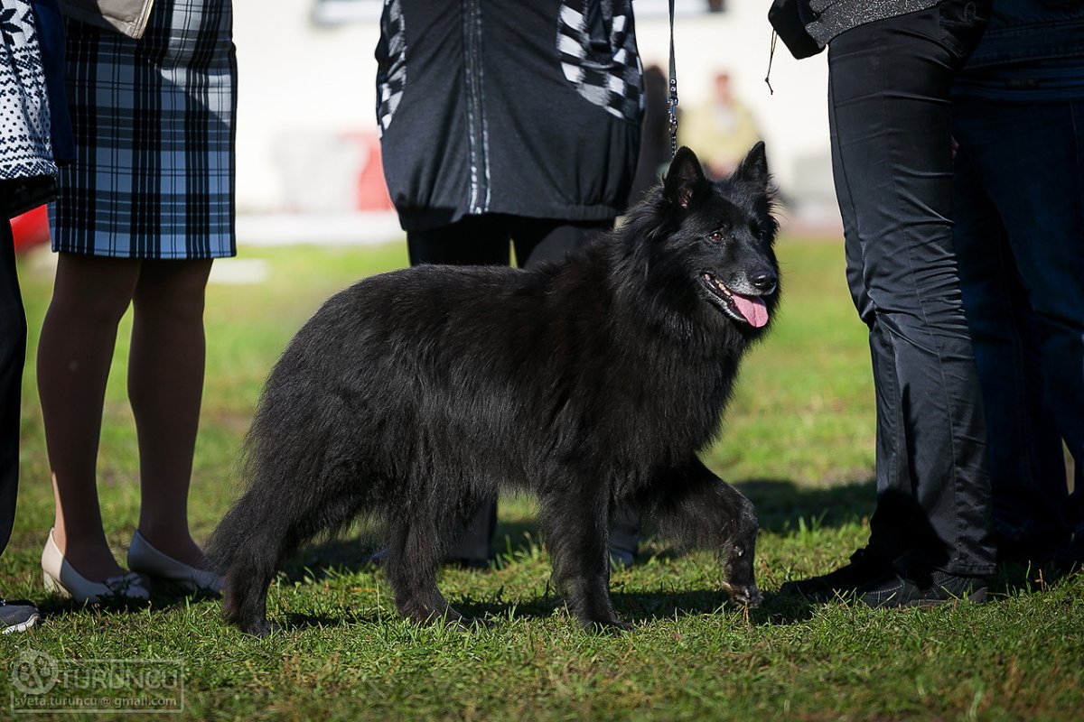 Бельгийская овчарка грюнендаль рядом с человеком