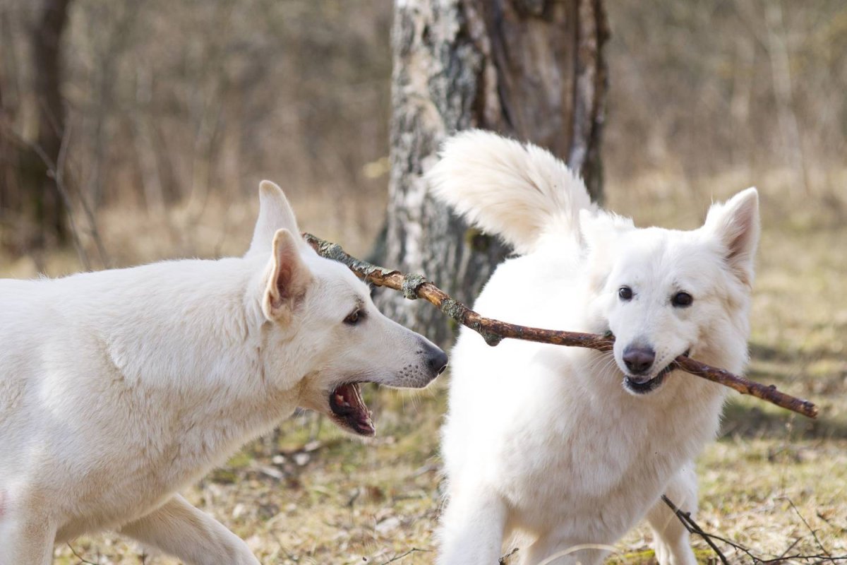 Австралийская овчарка или БШО