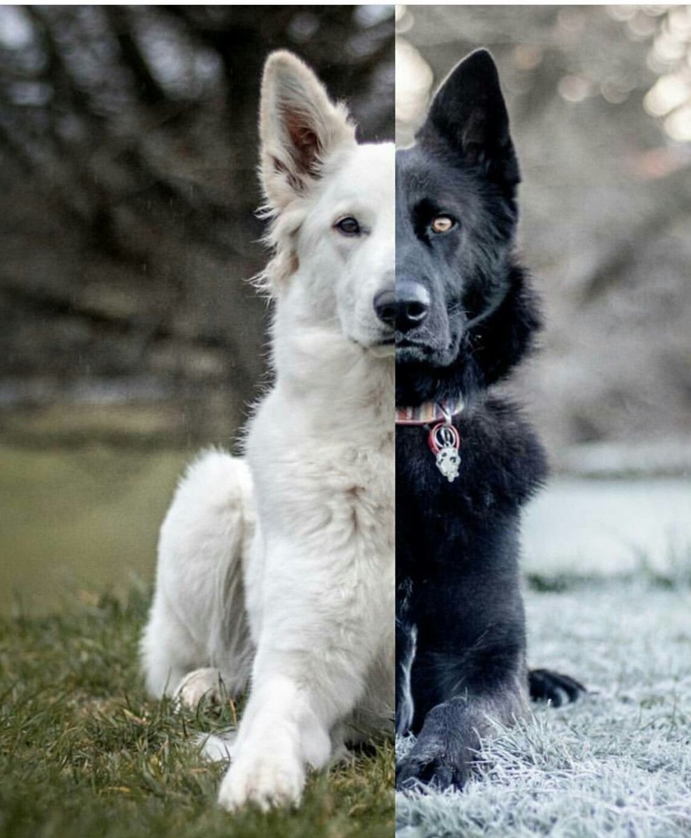 Грюнендаль и швейцарская овчарка