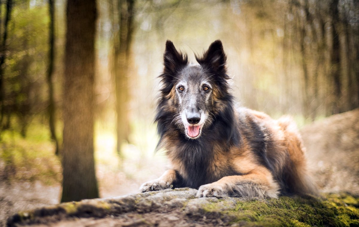 Малинуа и бордер колли