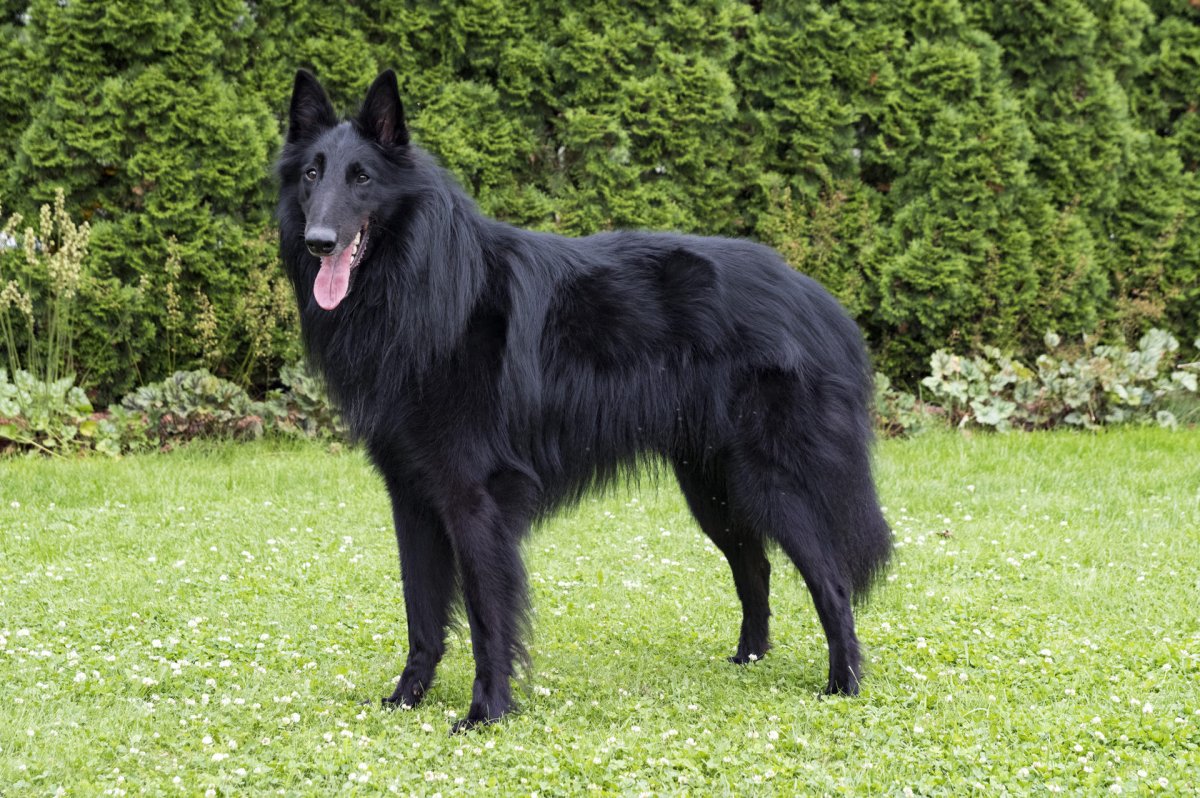 Бельгийская овчарка Грендель