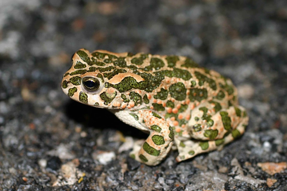 Зеленая жаба Bufo viridis Крым