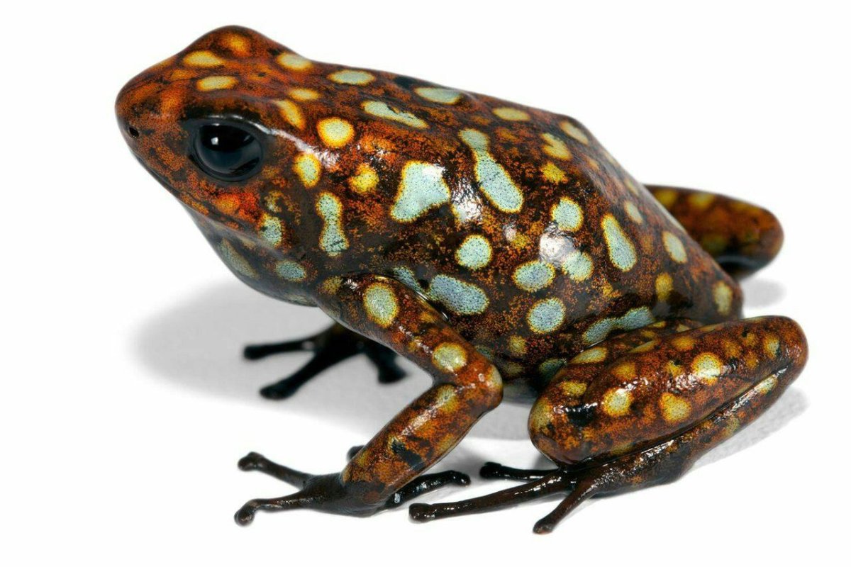Лягушка древолаз