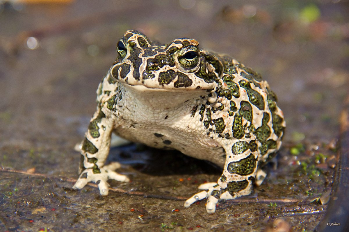 Зеленая жаба