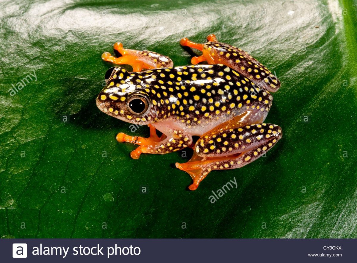 Лягушка Heterixalus alboguttatus