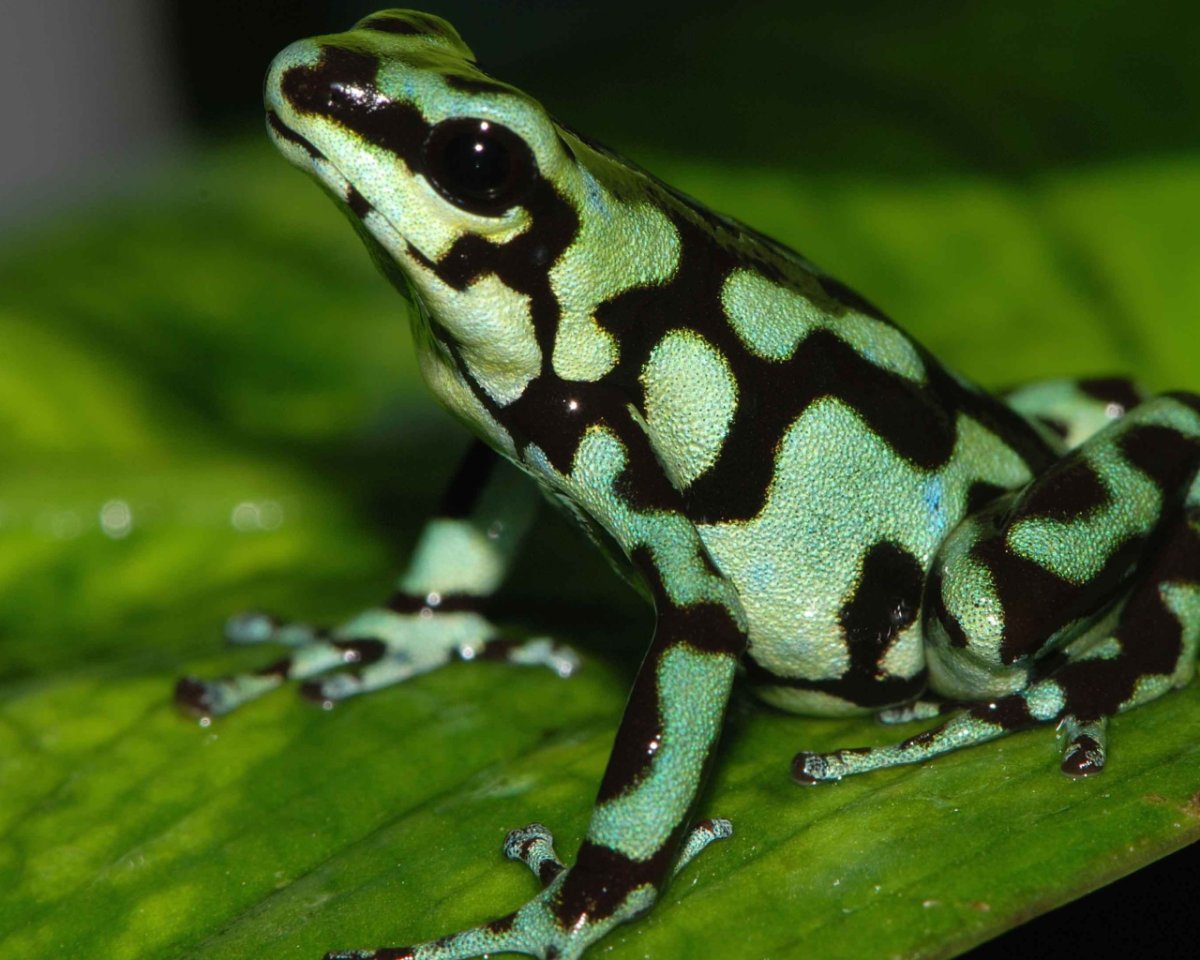Лягушка с пятнами