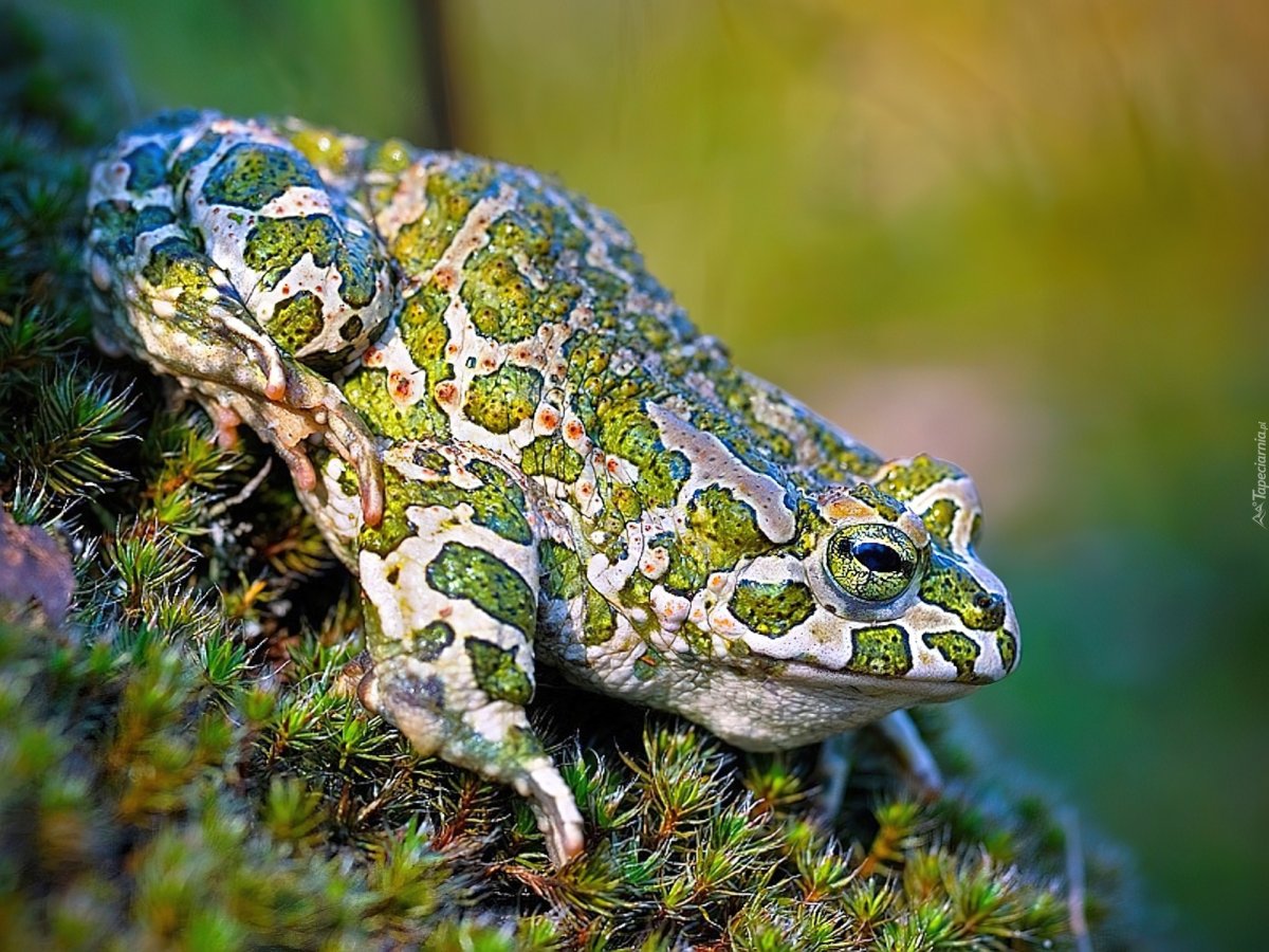 Зеленая жаба Bufo viridis ядовитая