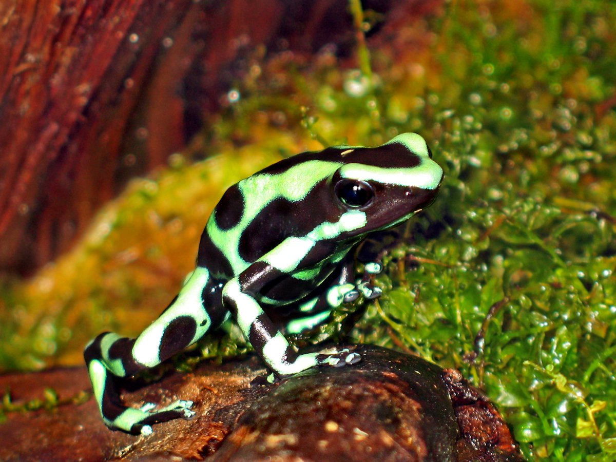 Красящий древолаз dendrobates auratus
