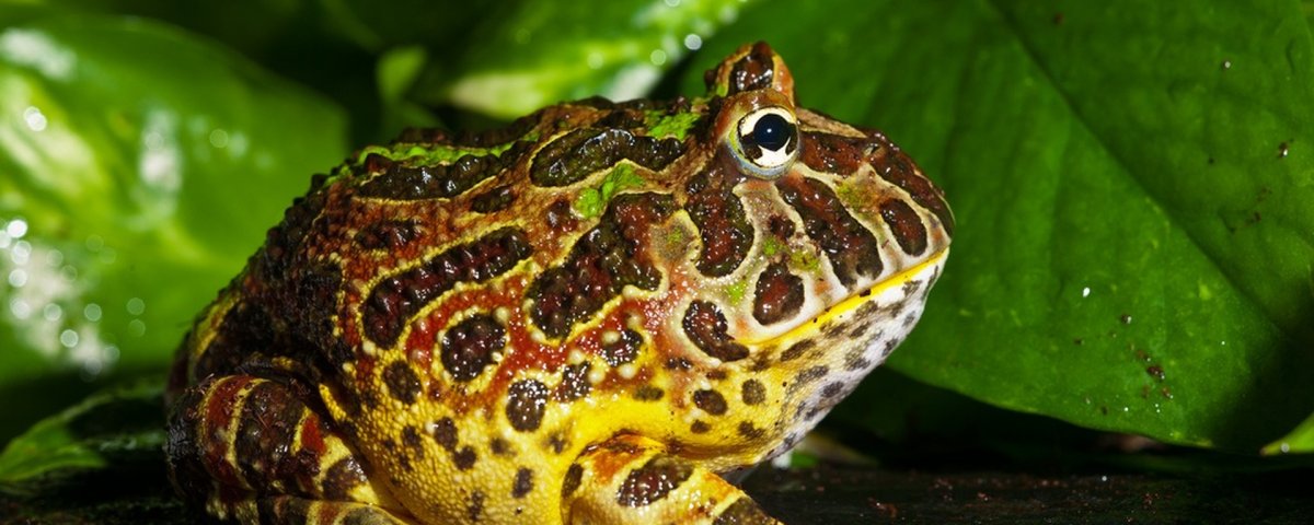 Амазонская рогатая лягушка