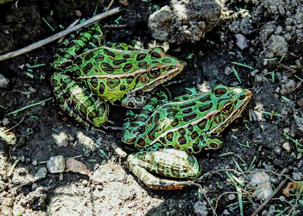 Зелёная леопардовая лягушка