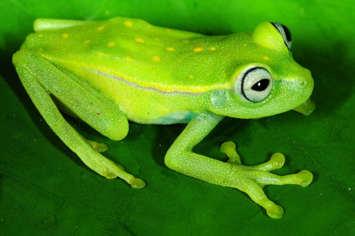 Королевская квакша