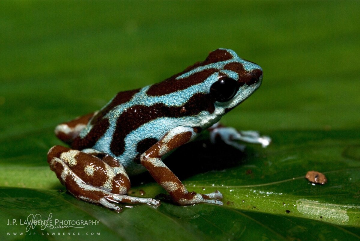 Австралийская квакша Арлекин