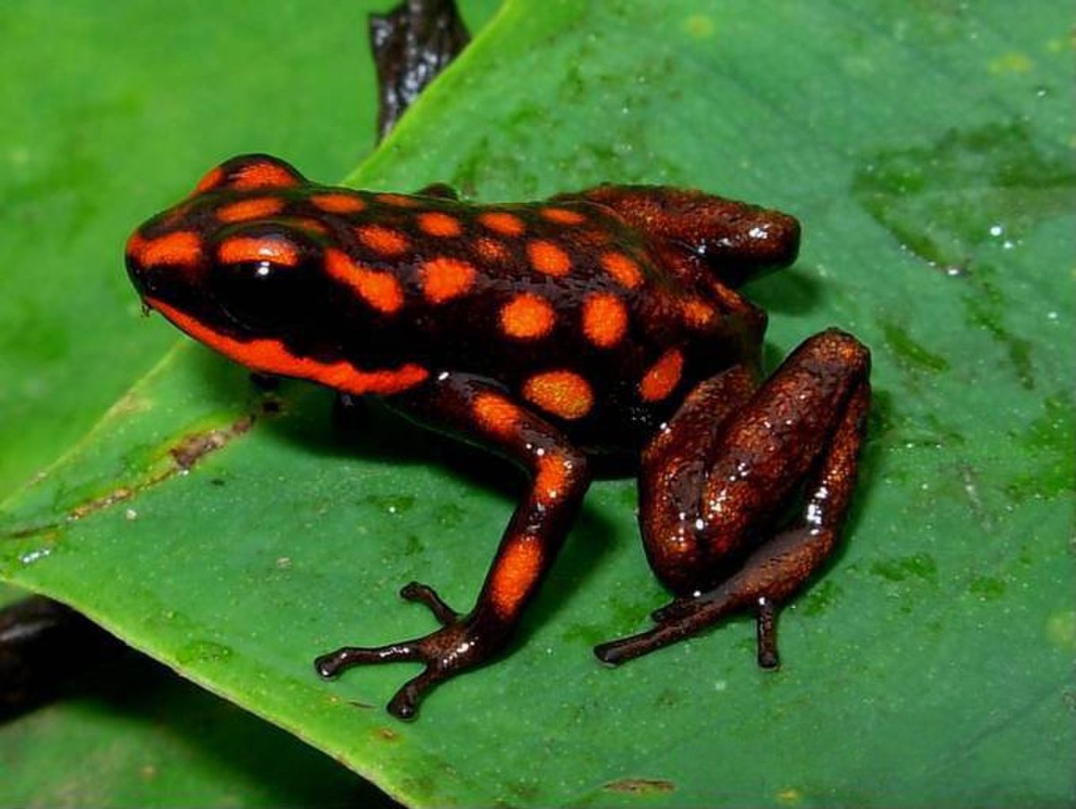 Лягушка ранитомея